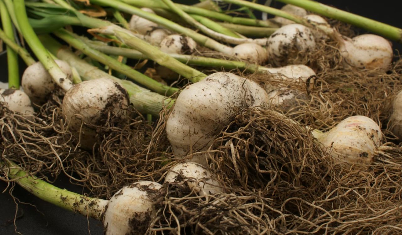Harvested garlic
