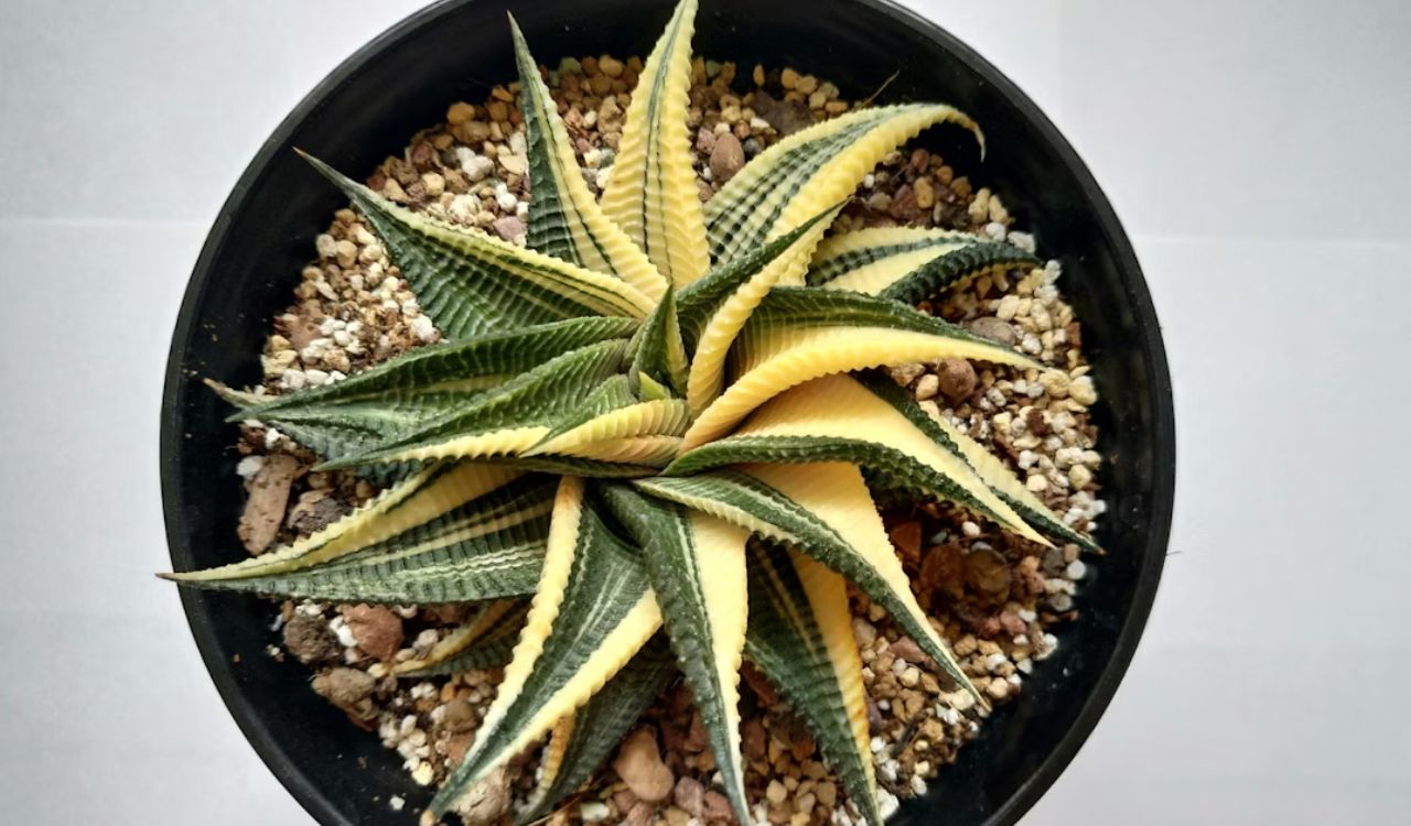 Haworthia