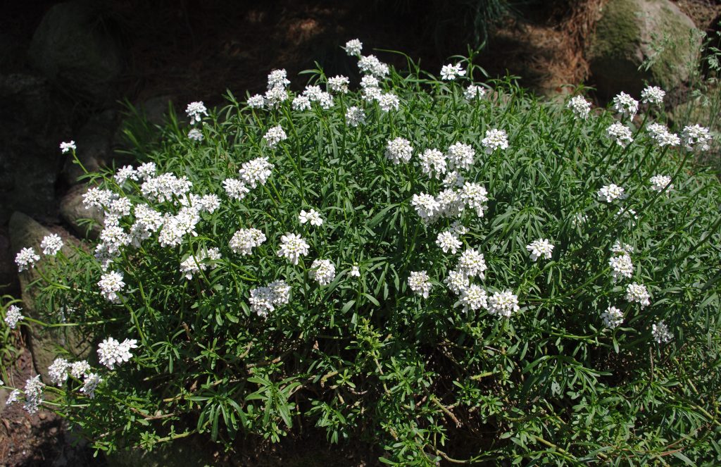 Evergreen Candytuft