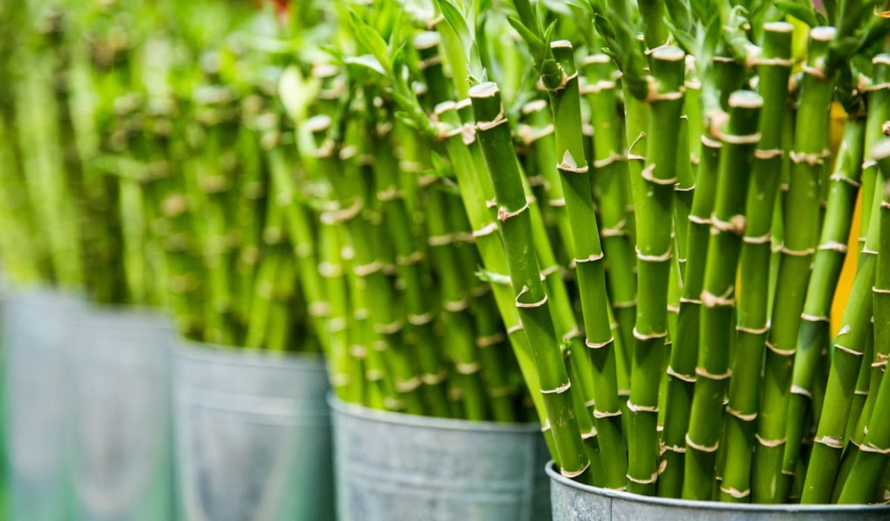 Lucky bamboo