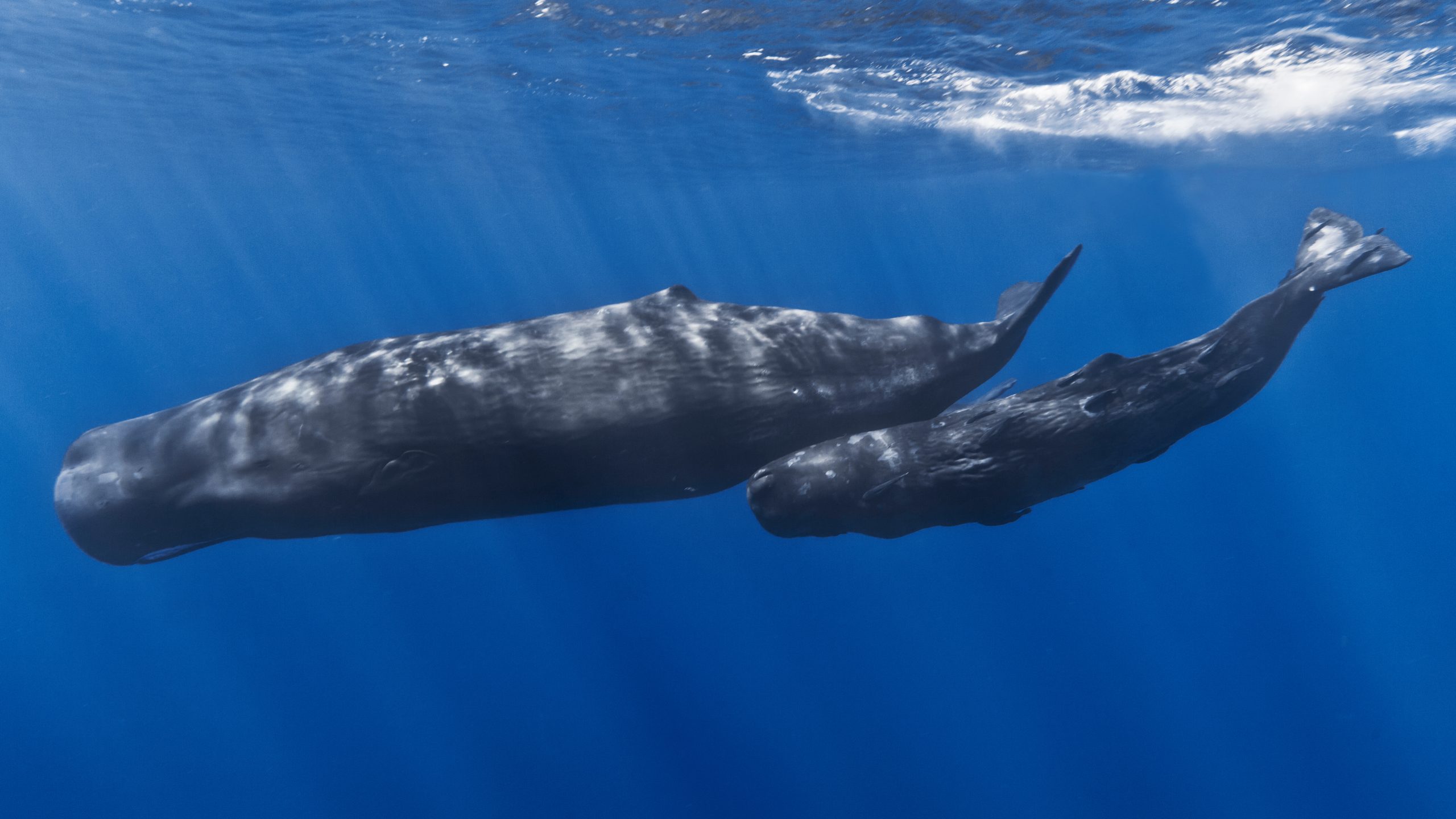 sperm whale underwater turning