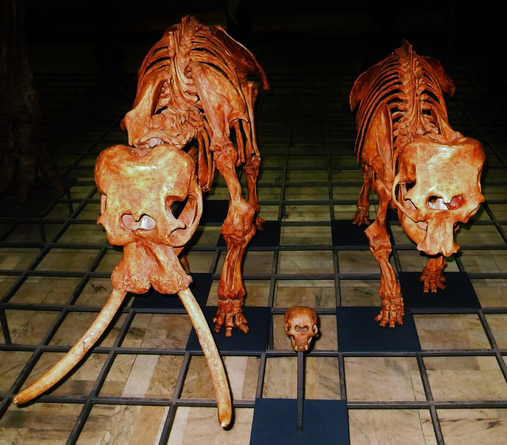 Extinct Elephants And The Cyclops