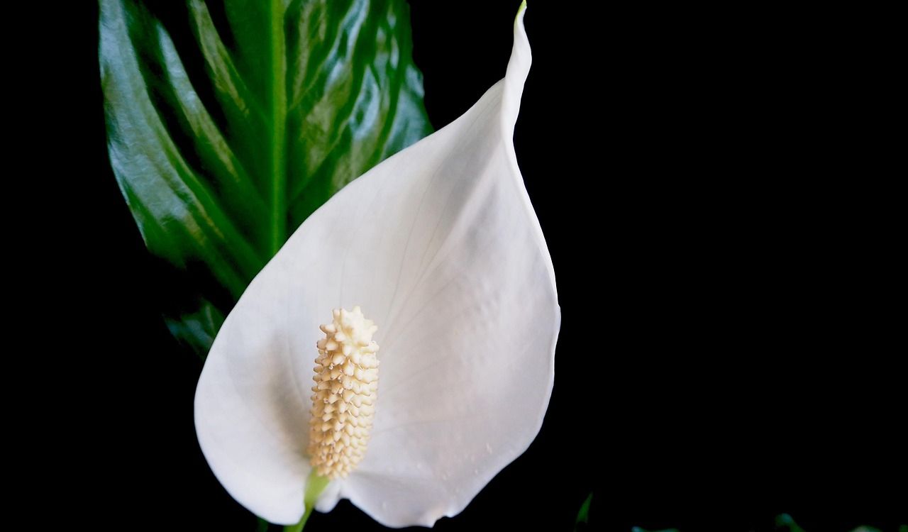 Peace Lily
