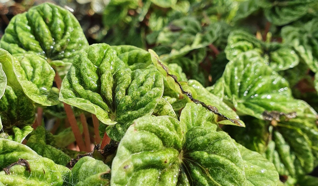 Peperomia