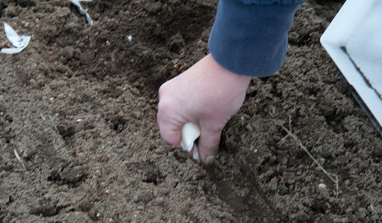 Planting garlic