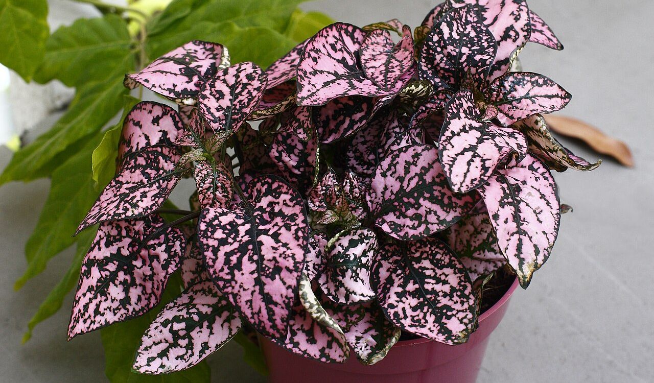 Polka dot plant- Hypoestes phyllostachya