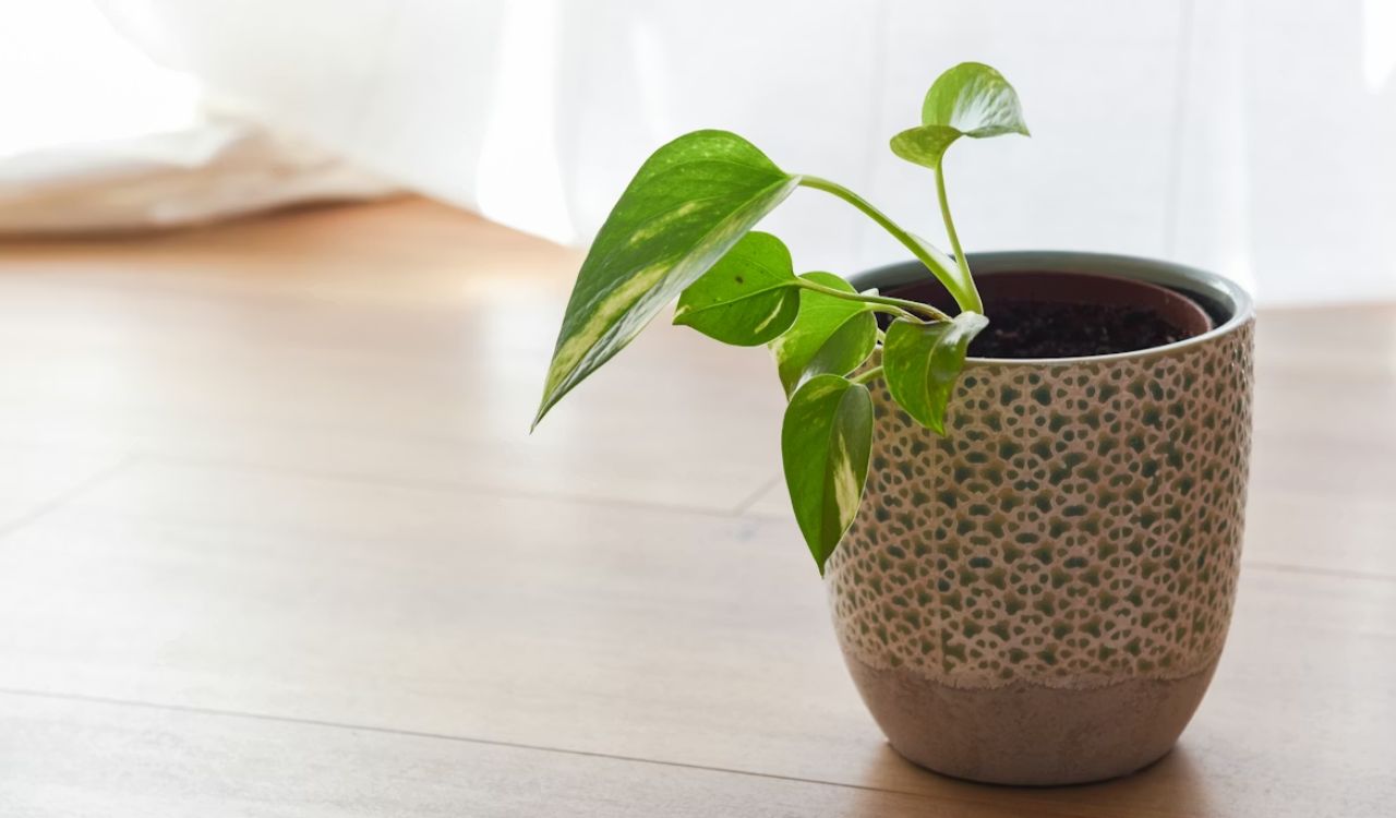 Pothos plant