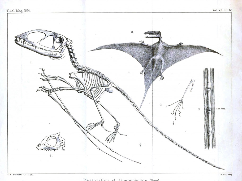 Pterosaur Fossils And The Thunderbird