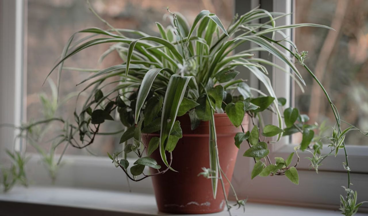 Spider plant