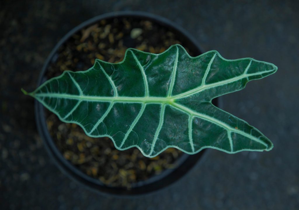 Alocasia