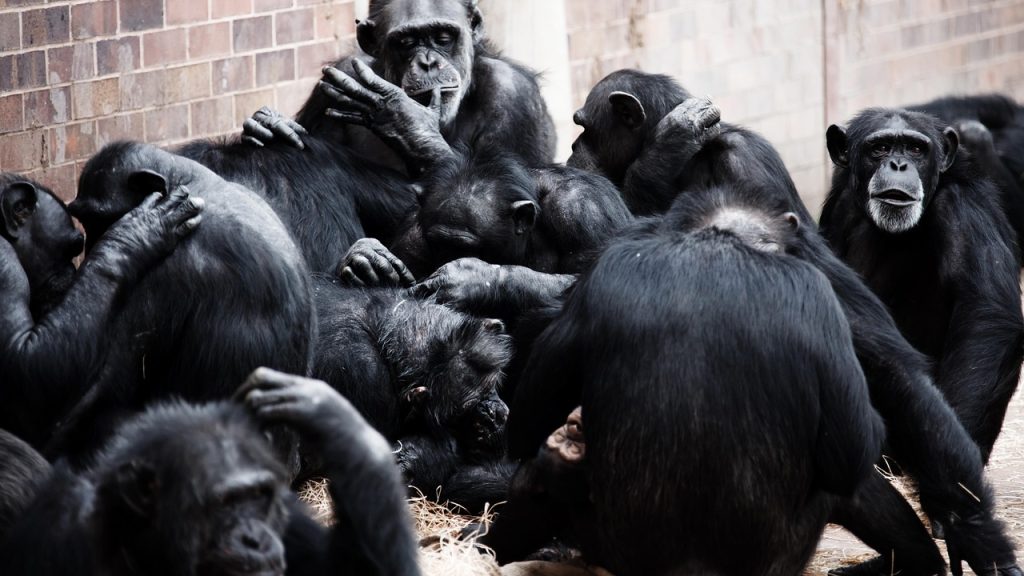 “chimpanzees near human settlement”