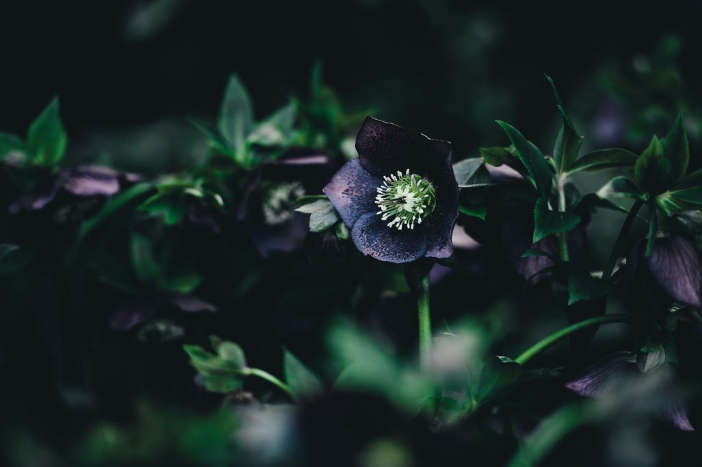 Hellebore