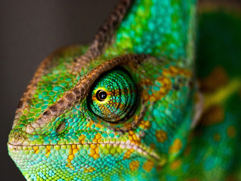 chameleon eye and feet detail