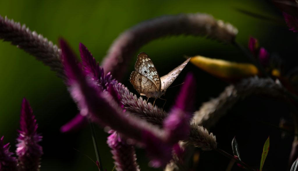 Creeping Velvet Philodendron