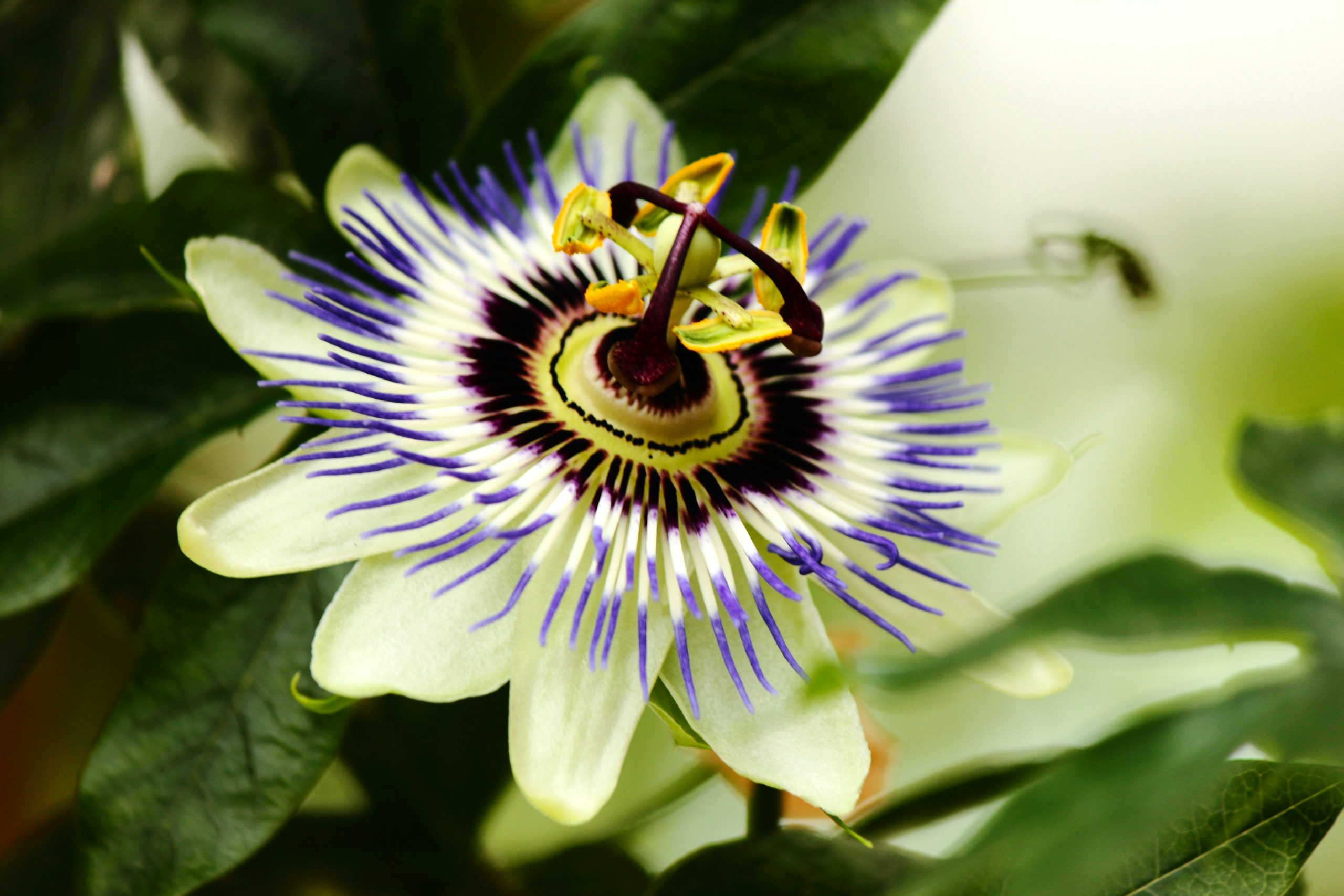 Passionflower