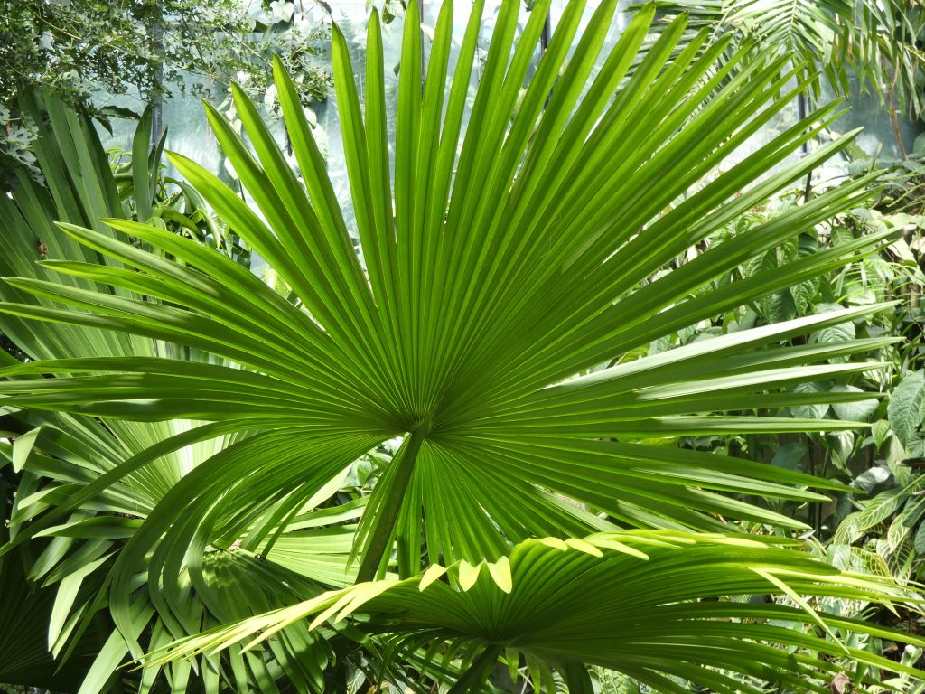 Ruffled Fan Palm