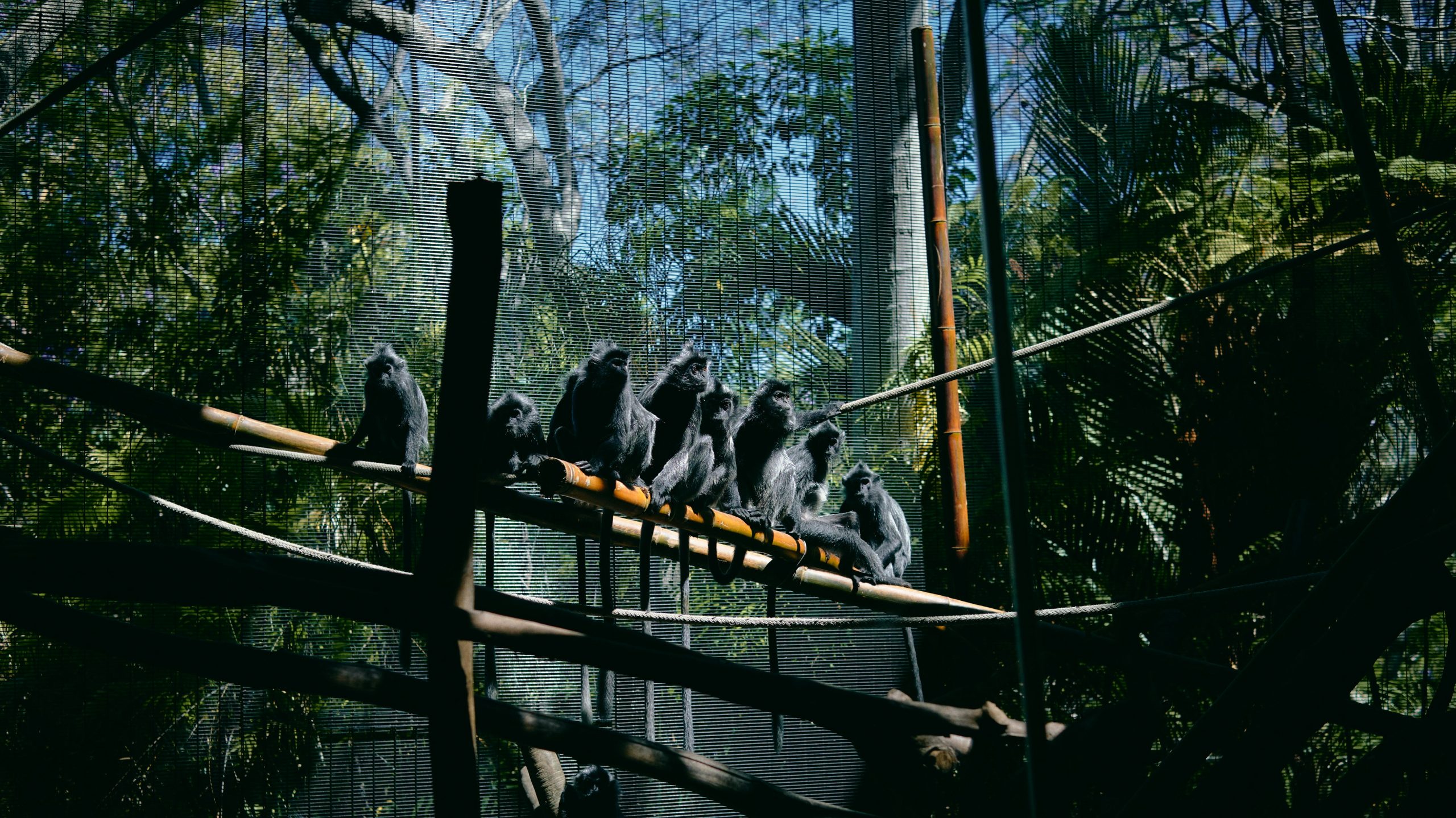 “chimpanzee social group forest”