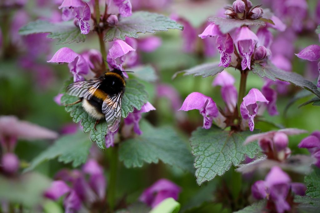 Lamium