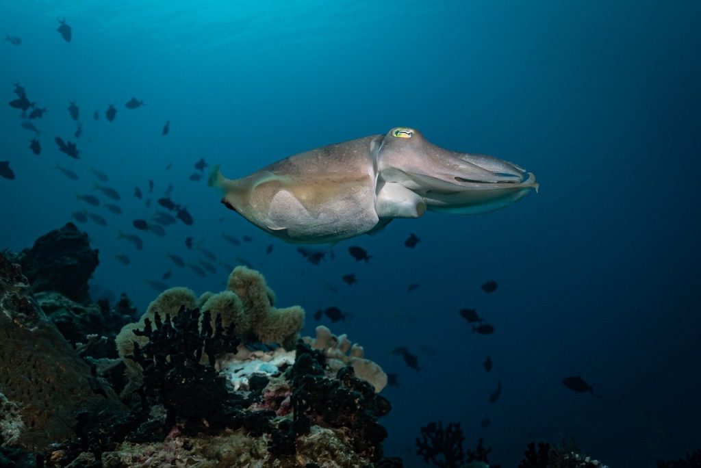 cuttlefish