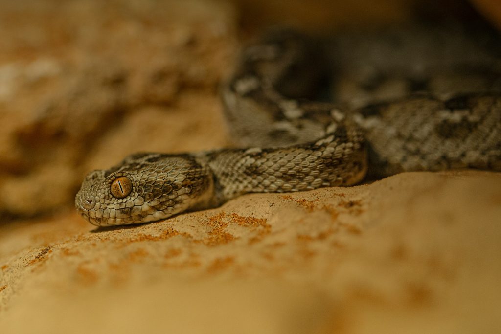 saw scaled viper