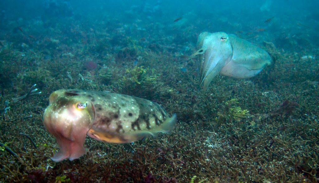 cuttlefish