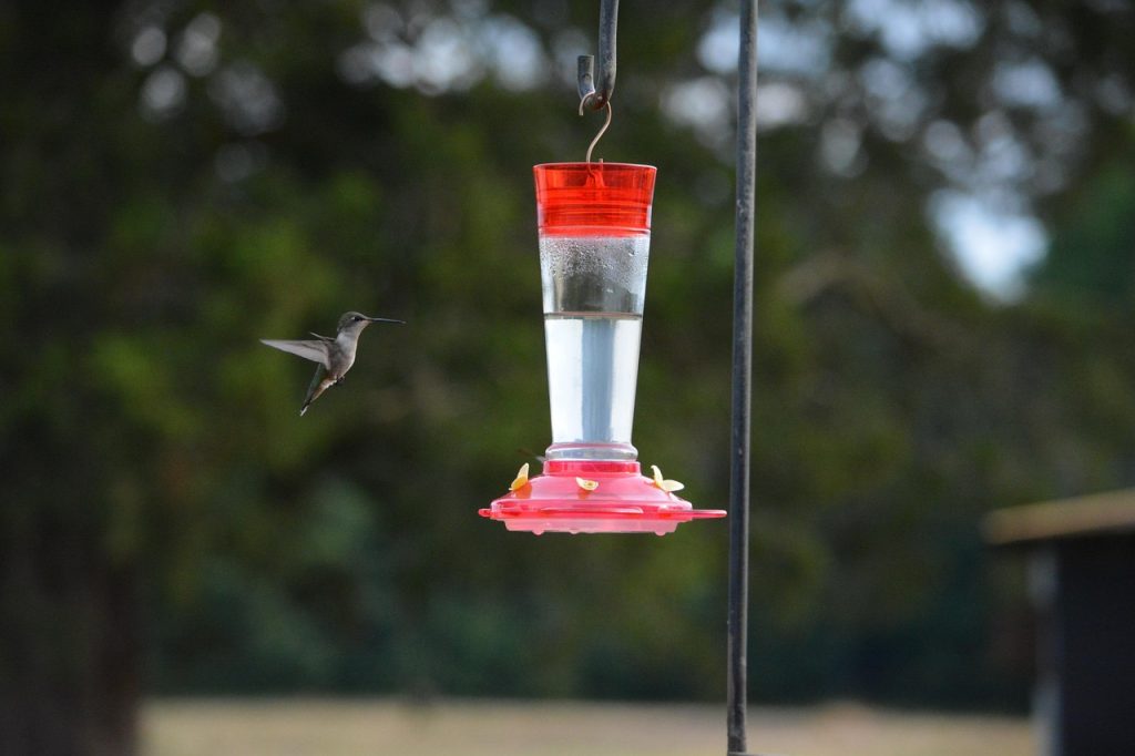 hummingbi