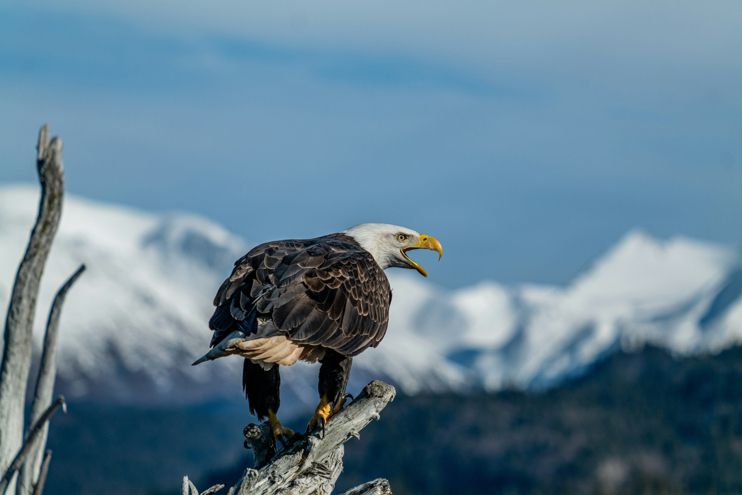 13 U.S. Wildlife Comebacks That Also Brought New Management Conflicts Nobody Expected