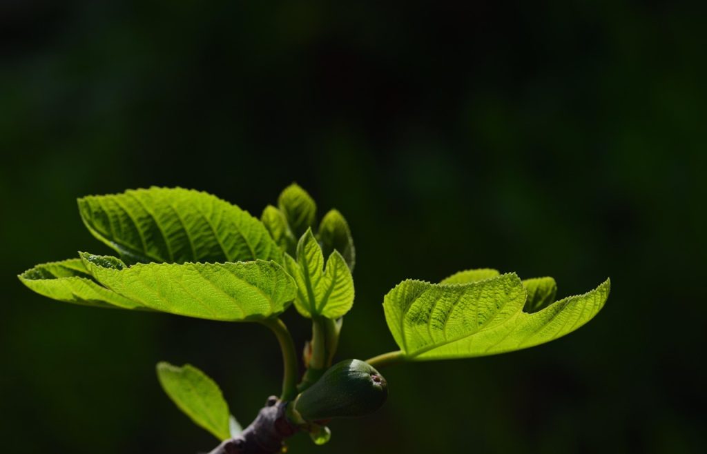 Fiddle-Leaf Fig