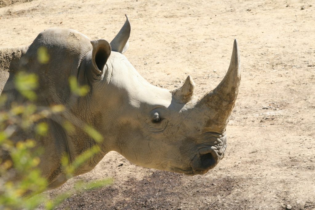 Rhinoceros And Unicorn Sightings