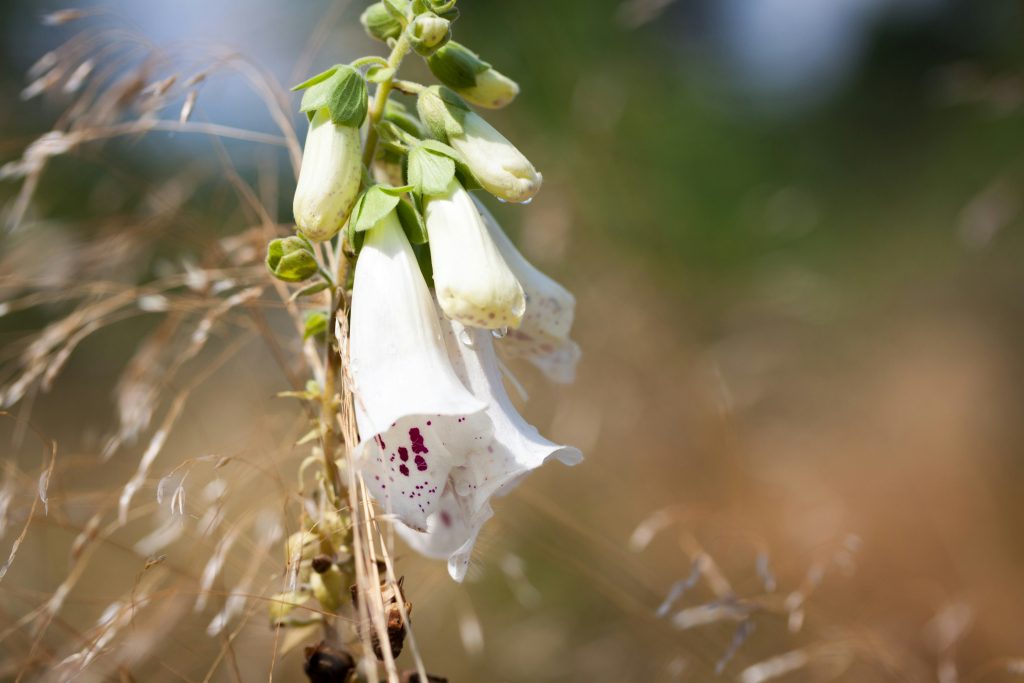 White Foxglove