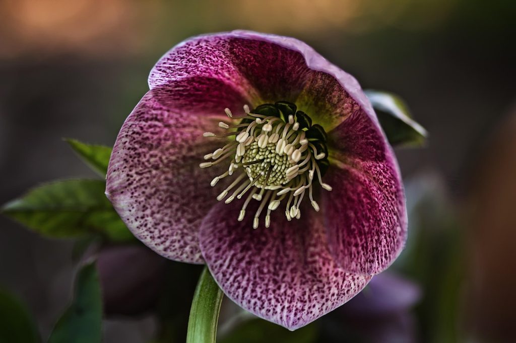 Hellebore