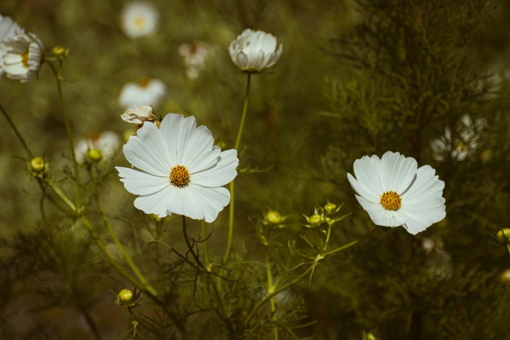 White Cosmos