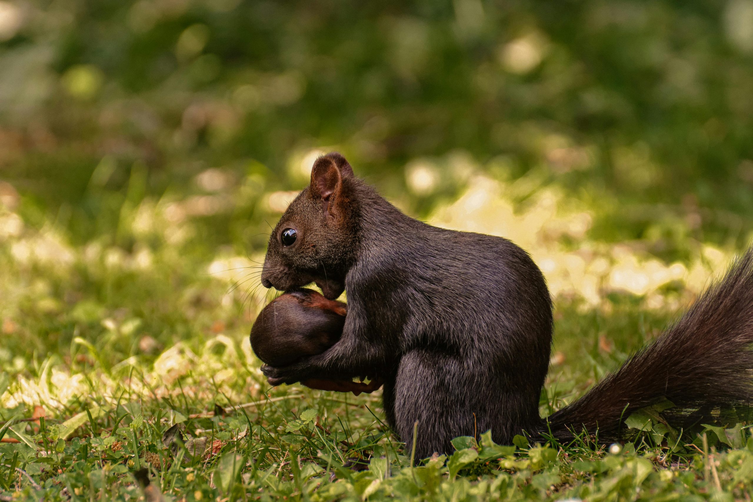 black squirrel