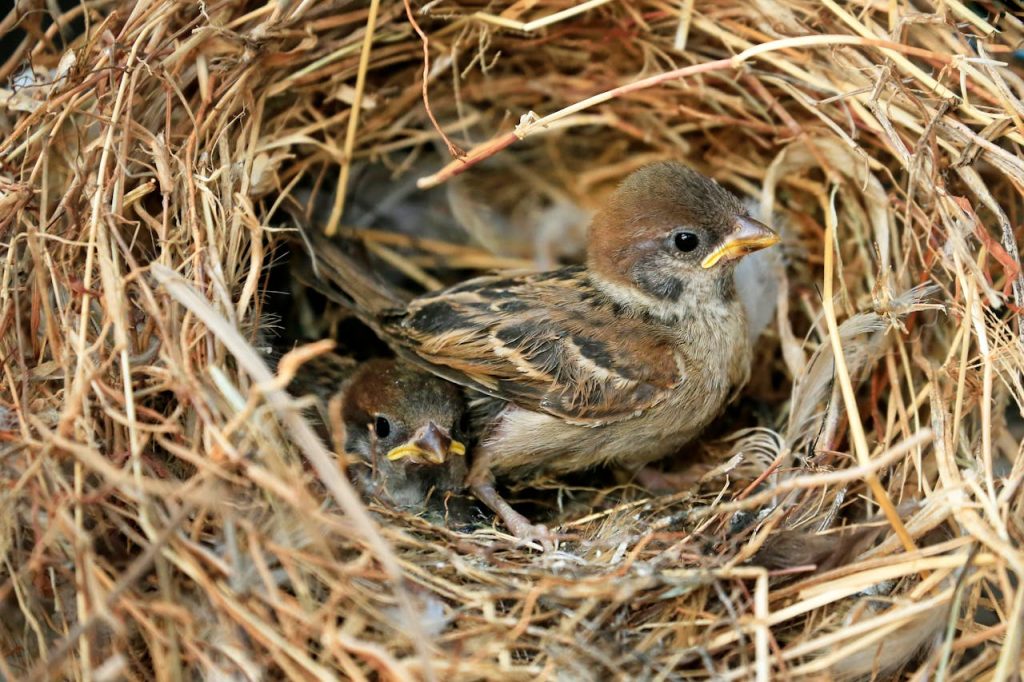 robins nest