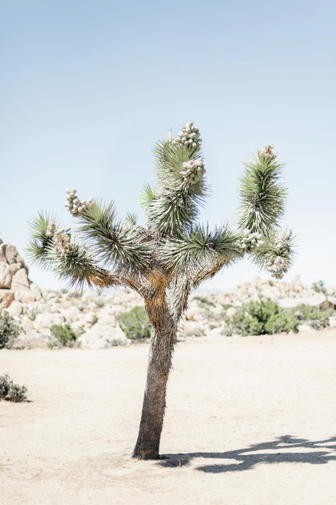 joshua tree