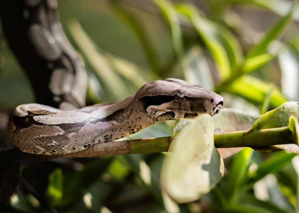 Close-up of a Boa Constrictor on a Branch