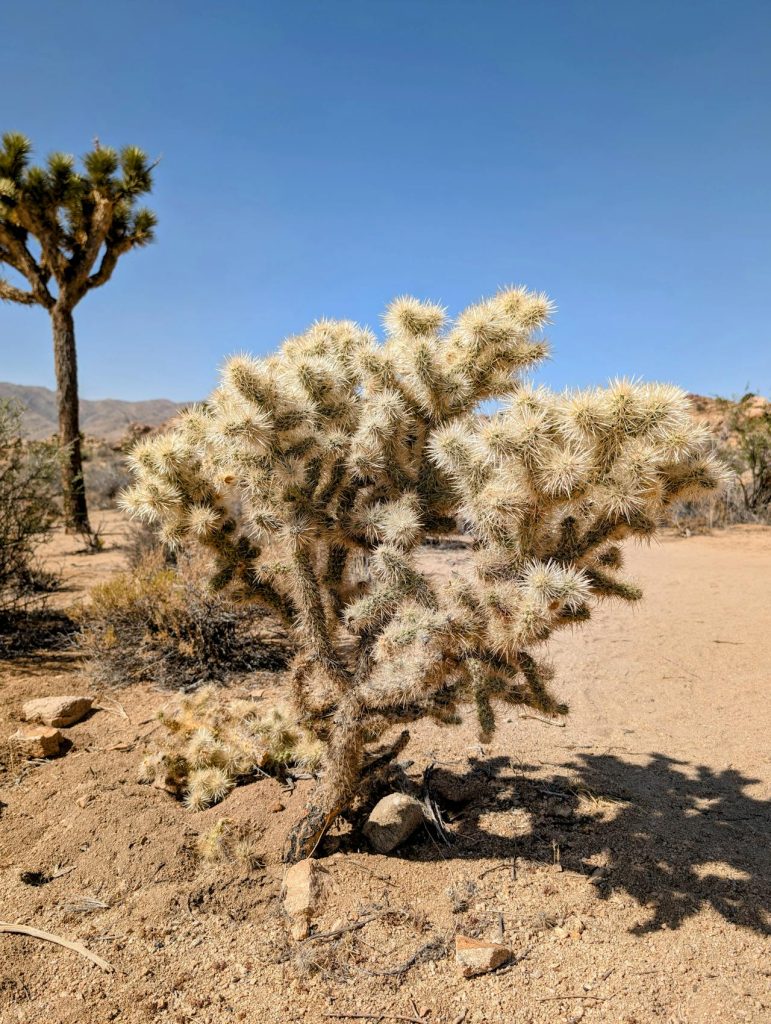 joshua tree