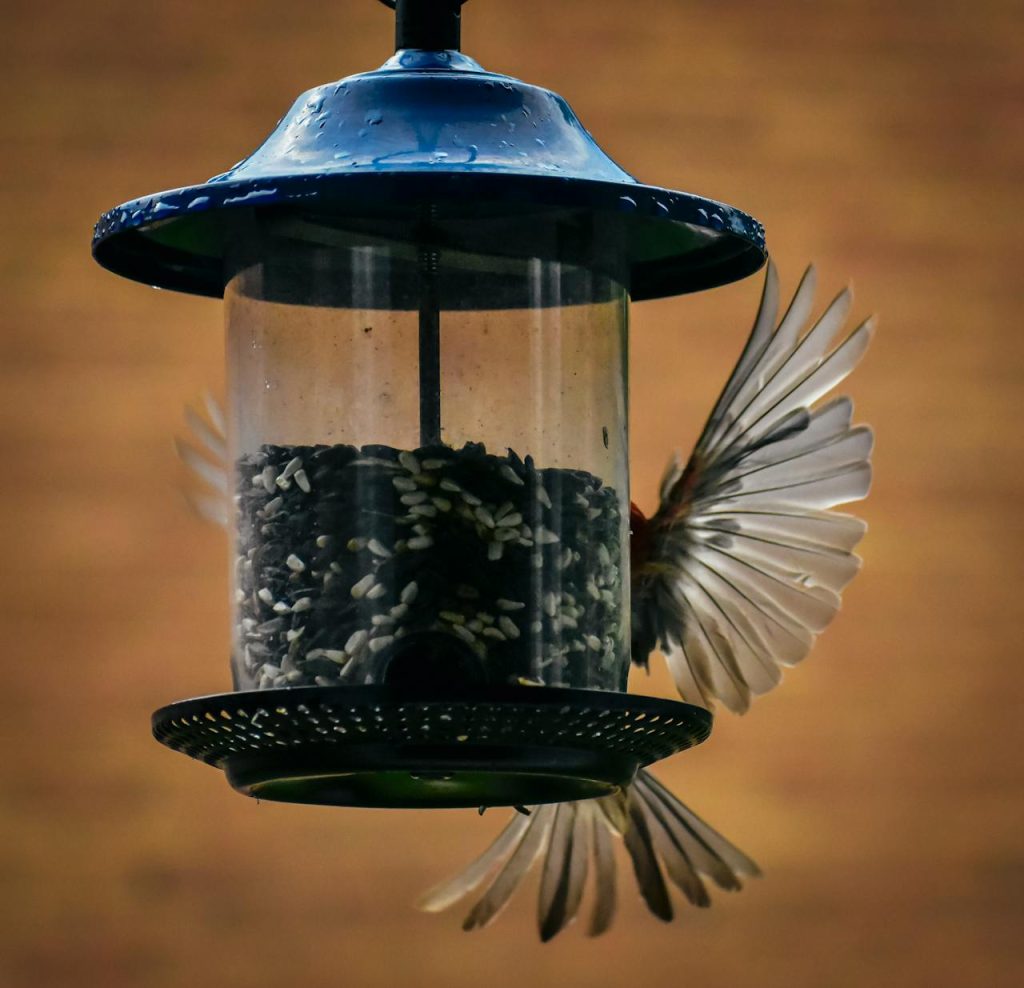 bird feeder