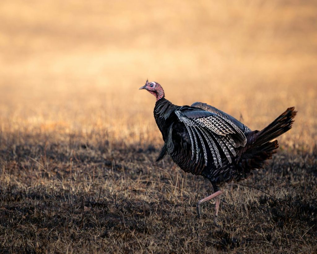 wild turkey