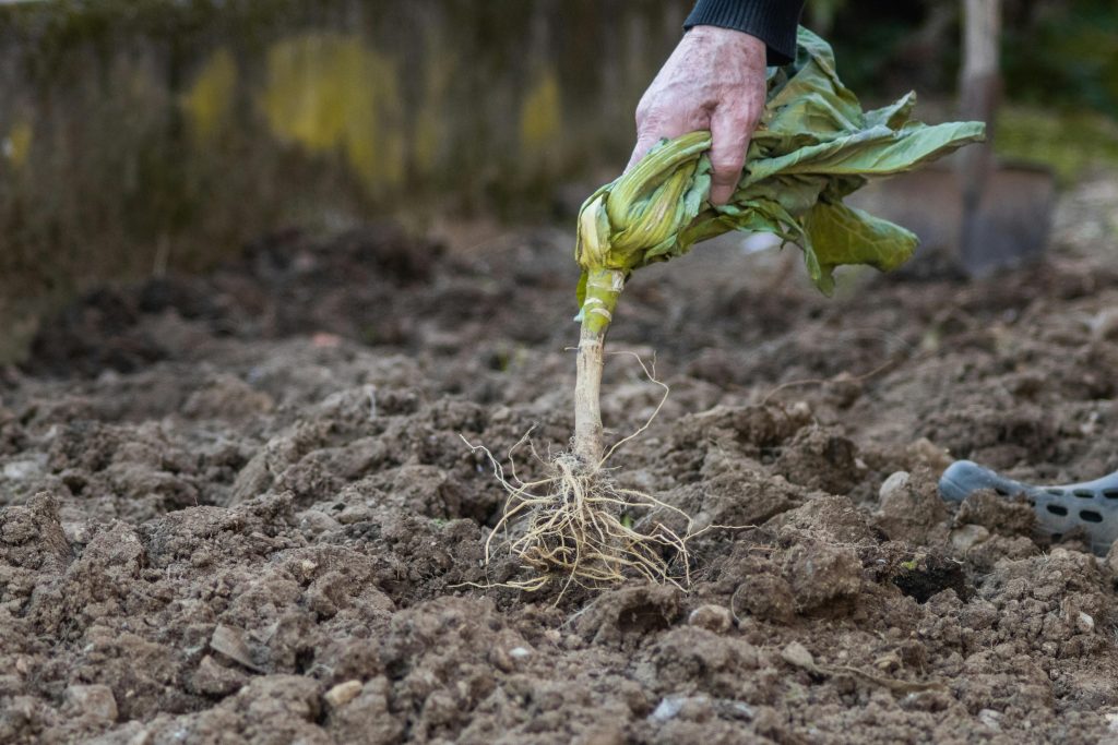 Deeper Roots Handle Dry Spells Better