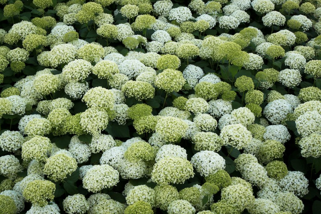 Annabelle Smooth Hydrangea