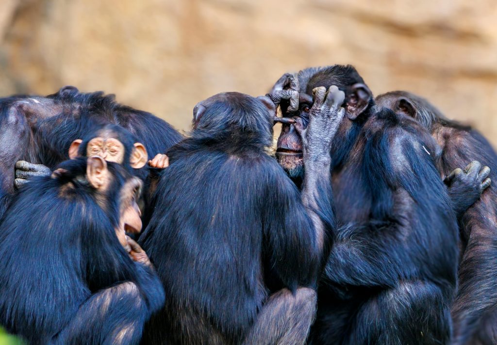 chimpanzee border patrol behavior”