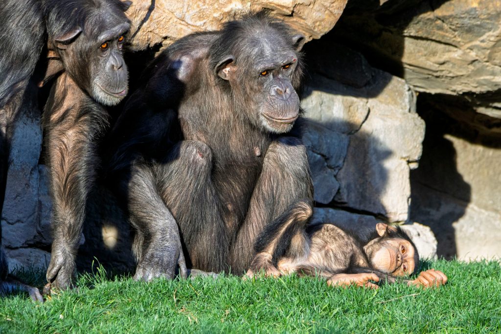 “chimpanzee territorial aggression”