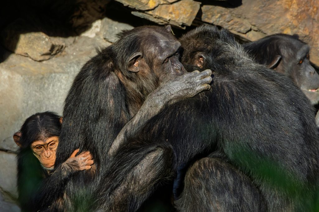 chimpanzee fission fusion society”