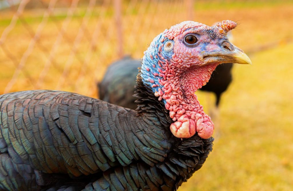 female turkey