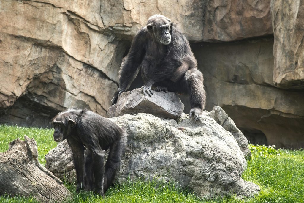 “alpha male chimpanzee dominance”