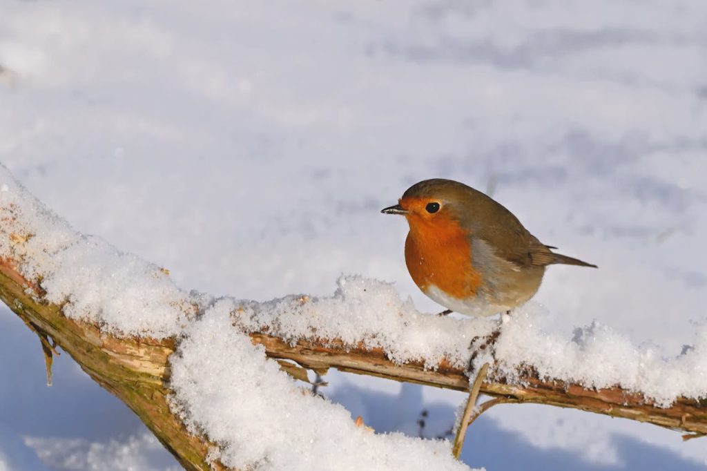 robins in winter