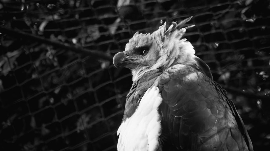 female harpy eagle