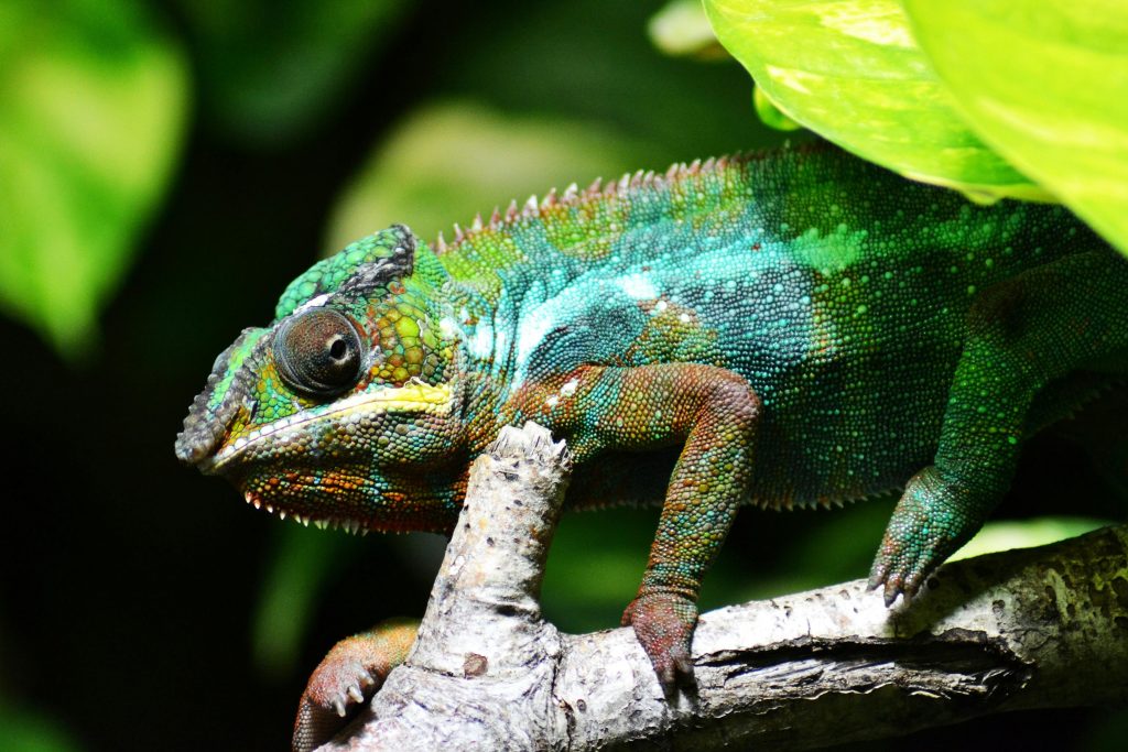 panther chameleon Florida yard
