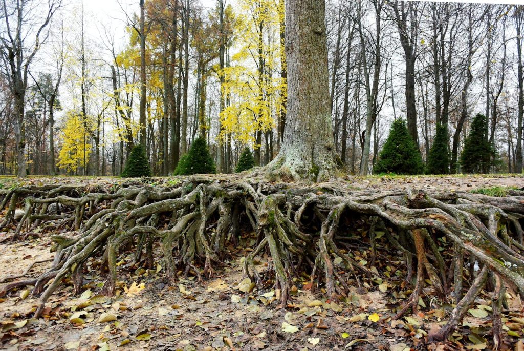Soil or Roots Are Peeking Through Around Perennials